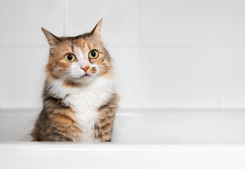 Cat sitting in bathtub after playing with water, front view. Small waterdrops on the adorable cat...