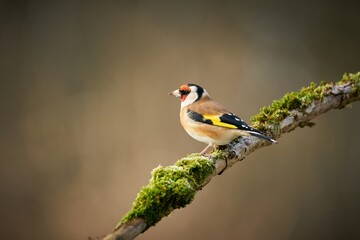 European Goldfinch (Carduelis carduelis), black and yellow songbird