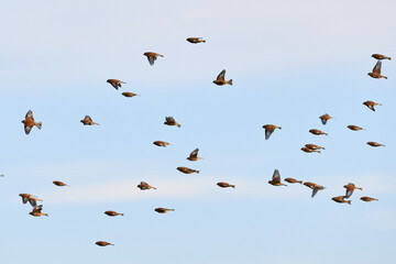Flock of Common linnets  (Linaria cannabina) Birds in flight
