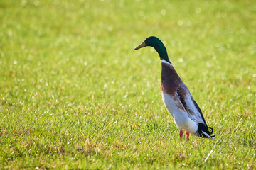 Mallard Male on field ( Anas platyrhynchos )	