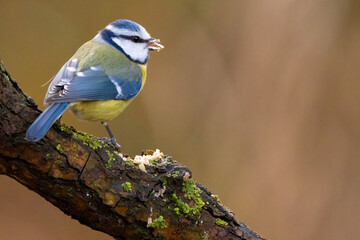 Blue tit at a feeding place at the Mönchbruch pond in a natural reserve in Hesse Germany. Looking for food in winter time.