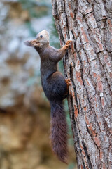 Squirrel looks into the camera. Squirrel on a background of grass. Close-up

