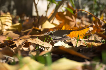Autumn colors. Autumn leaves in autumn colors