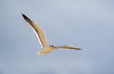 Flying Seagull isolated on blue background