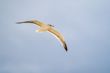 Flying Seagull isolated on blue background