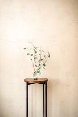 Bunch of Eucalyptus on a small table on a beige wall background