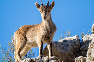 Obraz premium Pyrenean ibex in the sierra de malaga (spain) 