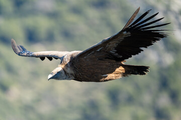 Griffon Vulture in flight in Caminito del Rey, in Malaga.
