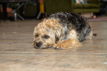 Naklejka na ściany i meble A cute brown and black Yorkshire terrier dog looking sad and upset