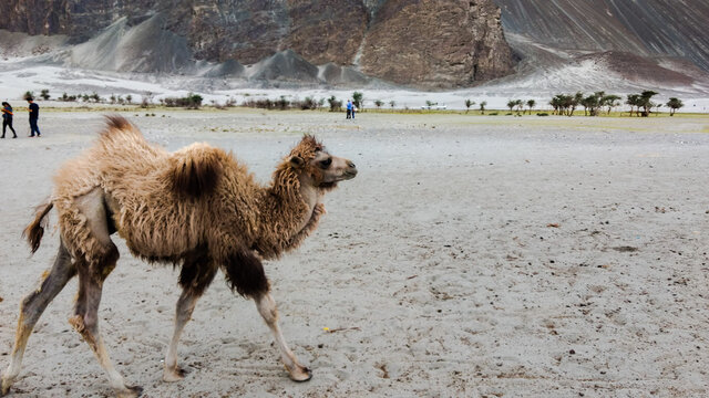 Two humped camel in the Nubra valley hunder in Ladakh