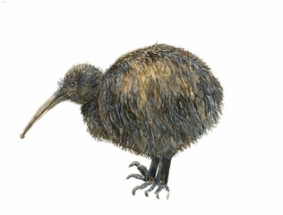 watercolor illustration of a cute fluffy kiwi bird isolated on a white background