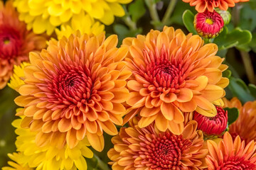 Orange garden mums close up