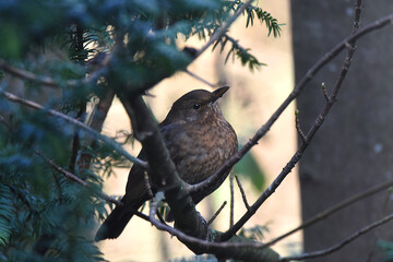 Amsel
