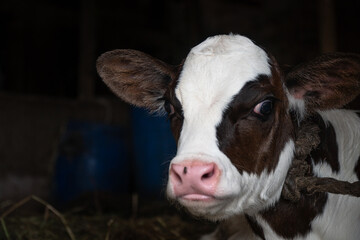 portrait of a baby black and white cow calf