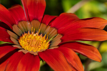 Flowers rayito de sol
