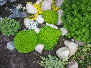 creeping Lysimachia nummularia with yellow leaves and saxifrage blooming with round white flowers on a flowerbed with natural stones. small Alpine garden hill with the dwarf plants