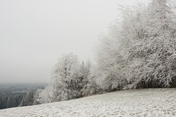 Winter frozen forest, trees covered with icing, fog, frost