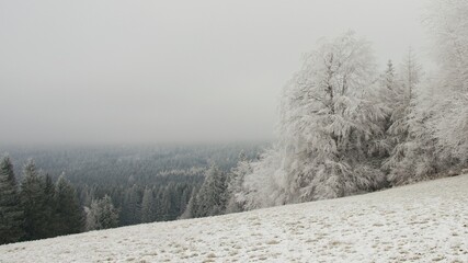 Winter frozen forest, trees covered with icing, fog, frost