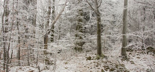 Winter frozen forest, trees covered with icing, fog, frost, panoramic view