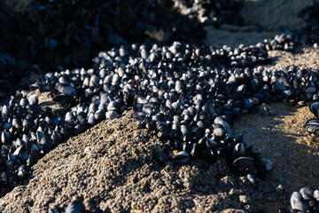 Clusters of mussel shells attached to rock at the beach. Close up, shallow depth of field.