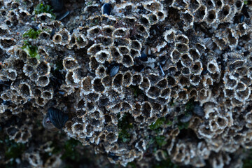 Barnacle shells attached to rocks at the beach, close up macro shot.