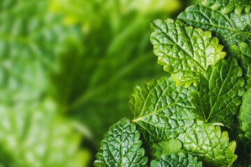 Balm mint leaves isolated. Empty copy space green lemon balm leaf studio background. Mojito drink ingredient. Fresh leaf plant pattern.