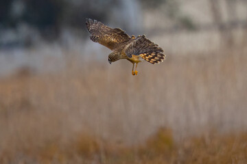 Extremely close view of a female hen harrier about to dive on a prey, seen in the wild in North...