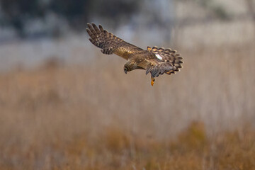 Extremely close view of a female hen harrier about to dive on a prey, seen in the wild in North California