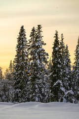 sunset in the swedish cold