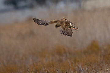Extremely close view of a female hen harrier about to dive on a prey, seen in the wild in North California