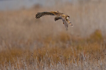 Extremely close view of a female hen harrier about to dive on a prey, seen in the wild in North California