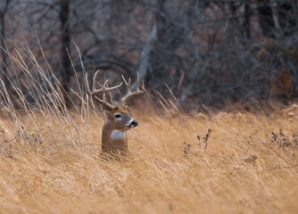 buck