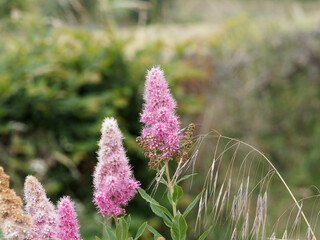 (Spiraea douglasii) Fleurs en panicules rose carminé de spirées de Douglas
