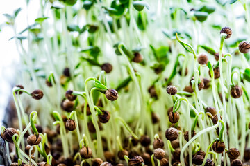 Close-up of radish or mustard microgreens. Growing microgreen sprouts close up view. Germination of seeds at home. Vegan and healthy eating concept. Sprouted seeds, micro greens.