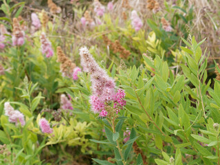 (Spiraea douglasii) Haie de spirées de Douglas rose au feuillage vert