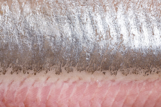 Close up view on traditional dutch maties herring fish