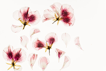 dried flowers on the white background