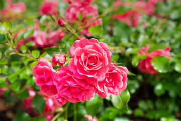 pink roses in garden
