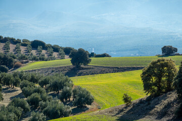 Obraz premium Andalusian agricultural landscape with olive groves on hills