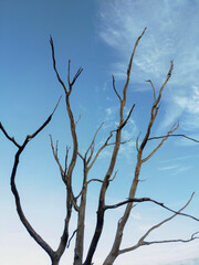 Obraz premium Dead Standing Oak Tree Branches with Blue Sky