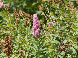 (Spiraea douglasii) Spirée rose de Douglas de forme allongée et étroite aux étamines carminées...