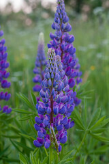 purple lupinus field close up