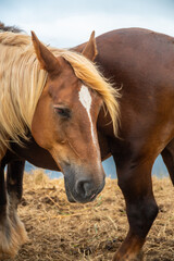 Obraz premium champagne glasses on the table