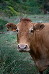Naklejka na ściany i meble wild cow in the field 