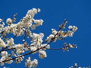 Blooming spring fruit tree branches with flowers. White oriental cherry in spring over clear blue sky. Abstract nature background