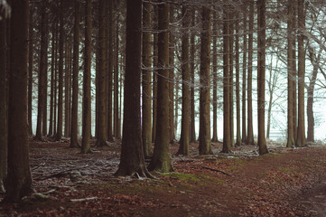 L'hiver dans la forêt