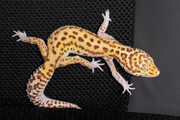 Female gecko eublefara yellow-orange leopard color on a black background