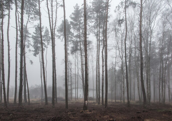 fog in the forest creating a gloomy image