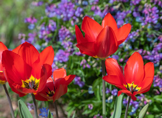 Tulpen rot