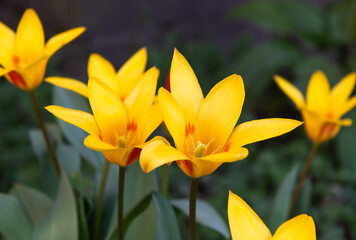 Obraz premium Tulpen gelb